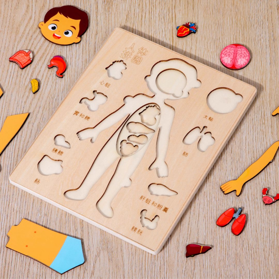 Human Body Anatomy / Human Organs / Human Structure Multi-Layer Wooden Puzzle – Montessori Educational Toy for Early Learning, Organ Recognition, Brain-Boosting Toy for Boys & Girls (Human Body Busy Board)