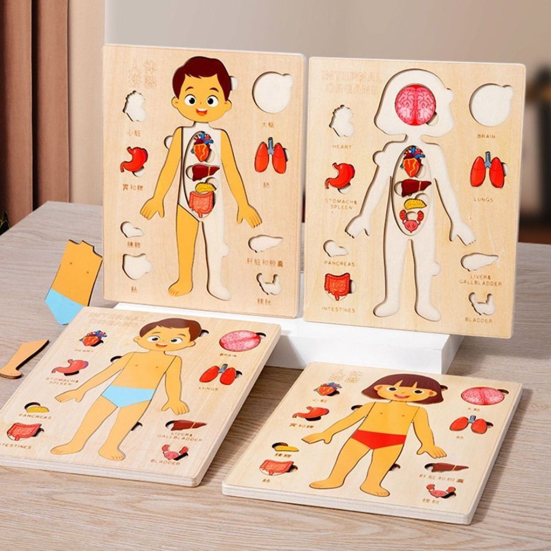 Human Body Anatomy / Human Organs / Human Structure Multi-Layer Wooden Puzzle – Montessori Educational Toy for Early Learning, Organ Recognition, Brain-Boosting Toy for Boys & Girls (Human Body Busy Board)