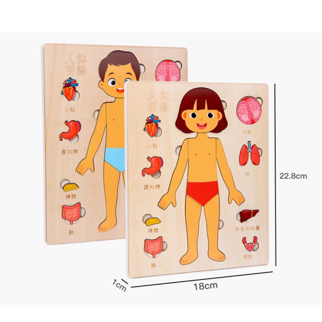 Human Body Anatomy / Human Organs / Human Structure Multi-Layer Wooden Puzzle – Montessori Educational Toy for Early Learning, Organ Recognition, Brain-Boosting Toy for Boys & Girls (Human Body Busy Board)