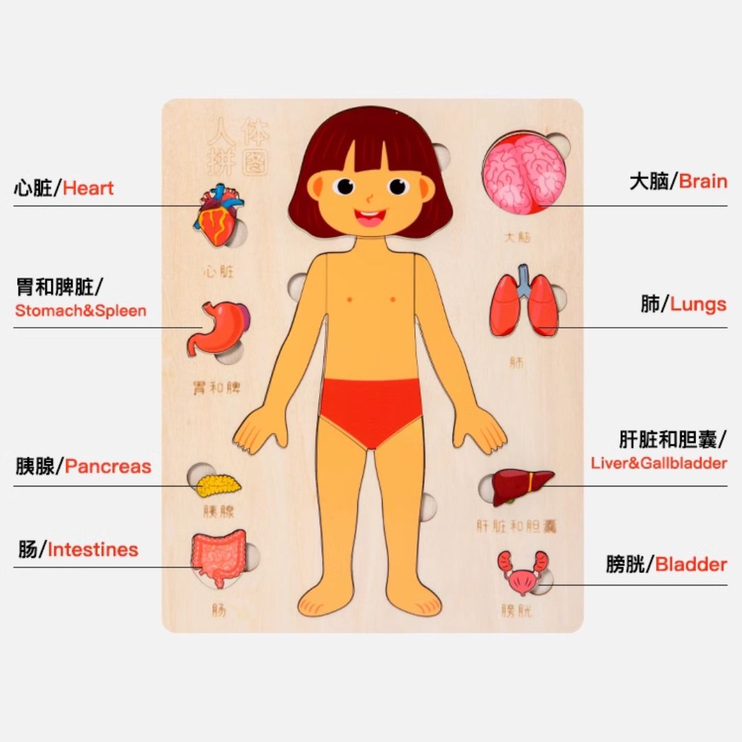 Human Body Anatomy / Human Organs / Human Structure Multi-Layer Wooden Puzzle – Montessori Educational Toy for Early Learning, Organ Recognition, Brain-Boosting Toy for Boys & Girls (Human Body Busy Board)