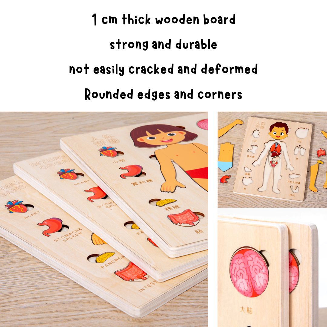Human Body Anatomy / Human Organs / Human Structure Multi-Layer Wooden Puzzle – Montessori Educational Toy for Early Learning, Organ Recognition, Brain-Boosting Toy for Boys & Girls (Human Body Busy Board)