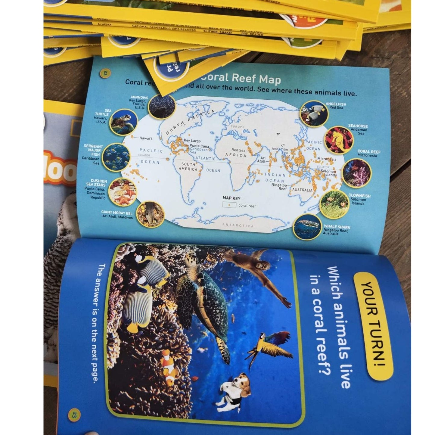 PRE-READER: NATGEO National Geographic Books for Kids (30 books)