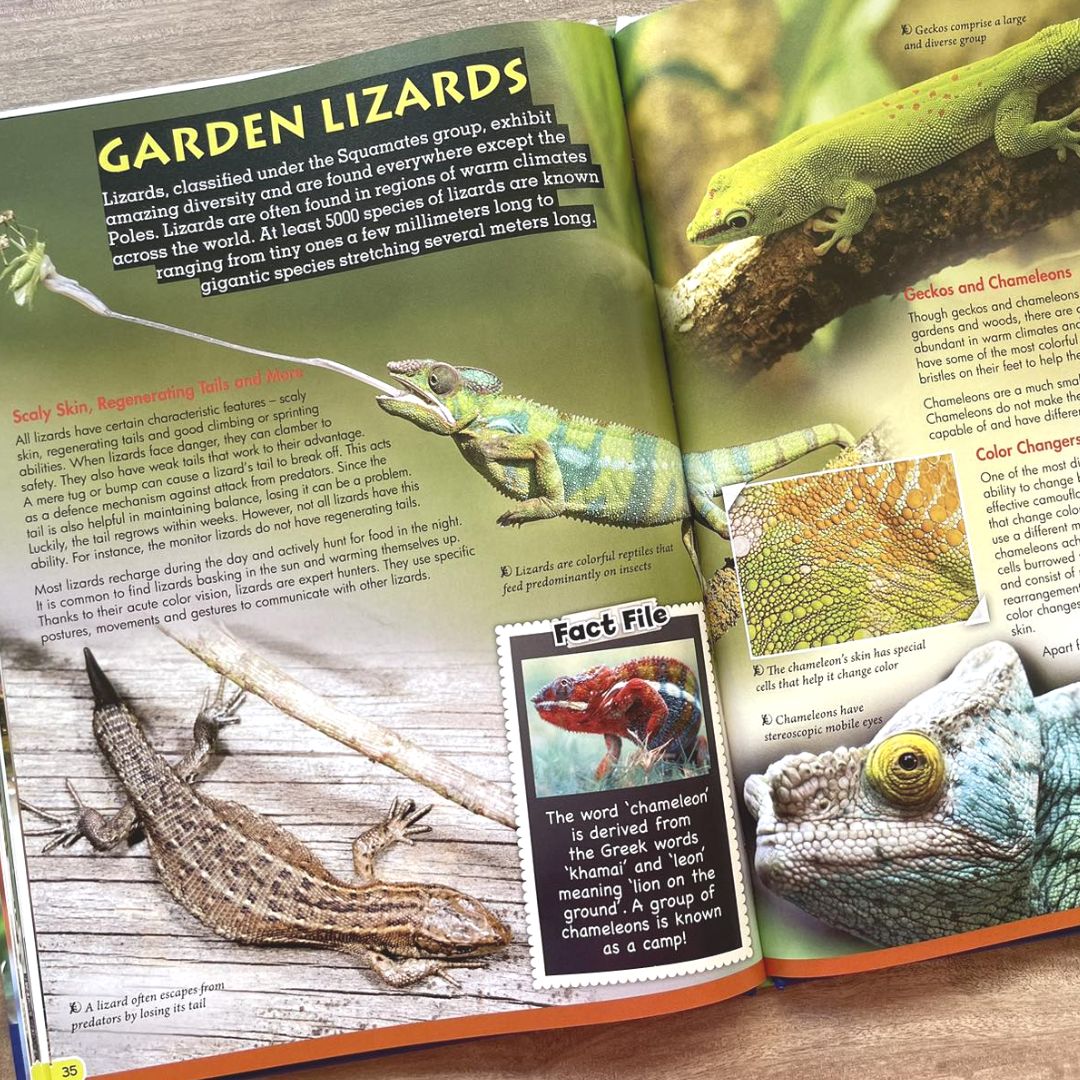 Wonders of Learning (REPTILES)