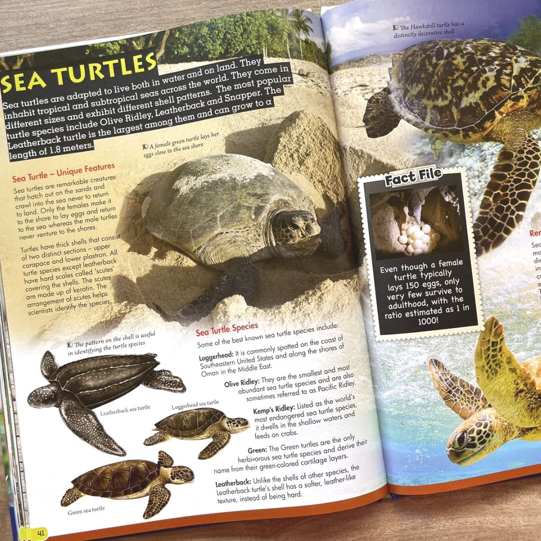 Wonders of Learning (REPTILES)
