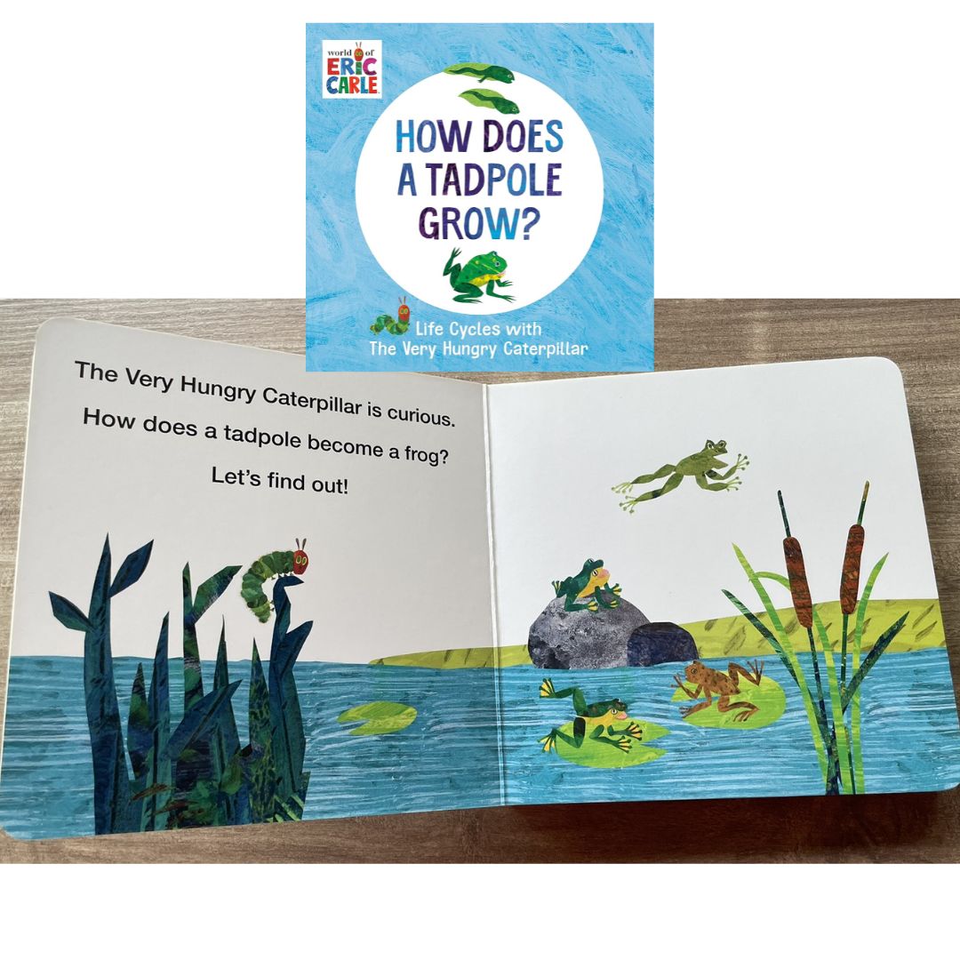 World of Eric Carle: Life Cycles with The Very Hungry Caterpillar (SINGLES, brand new Board Book, with SLIGHT DENTS on book cover) (How Does a Caterpillar Change / How Does an Egg Hatch / How Does a Tadpole Grow / How Does a Seed Sprout)