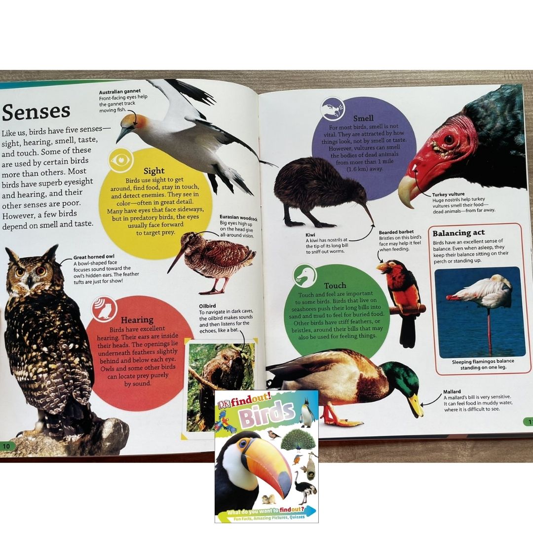 DK Findout! (SINGLES) Ancient Egypt Animals Big Cats Birds Castles Coding Energy Engineering Pirates Science Space Travel Universe Vikings Volcanoes