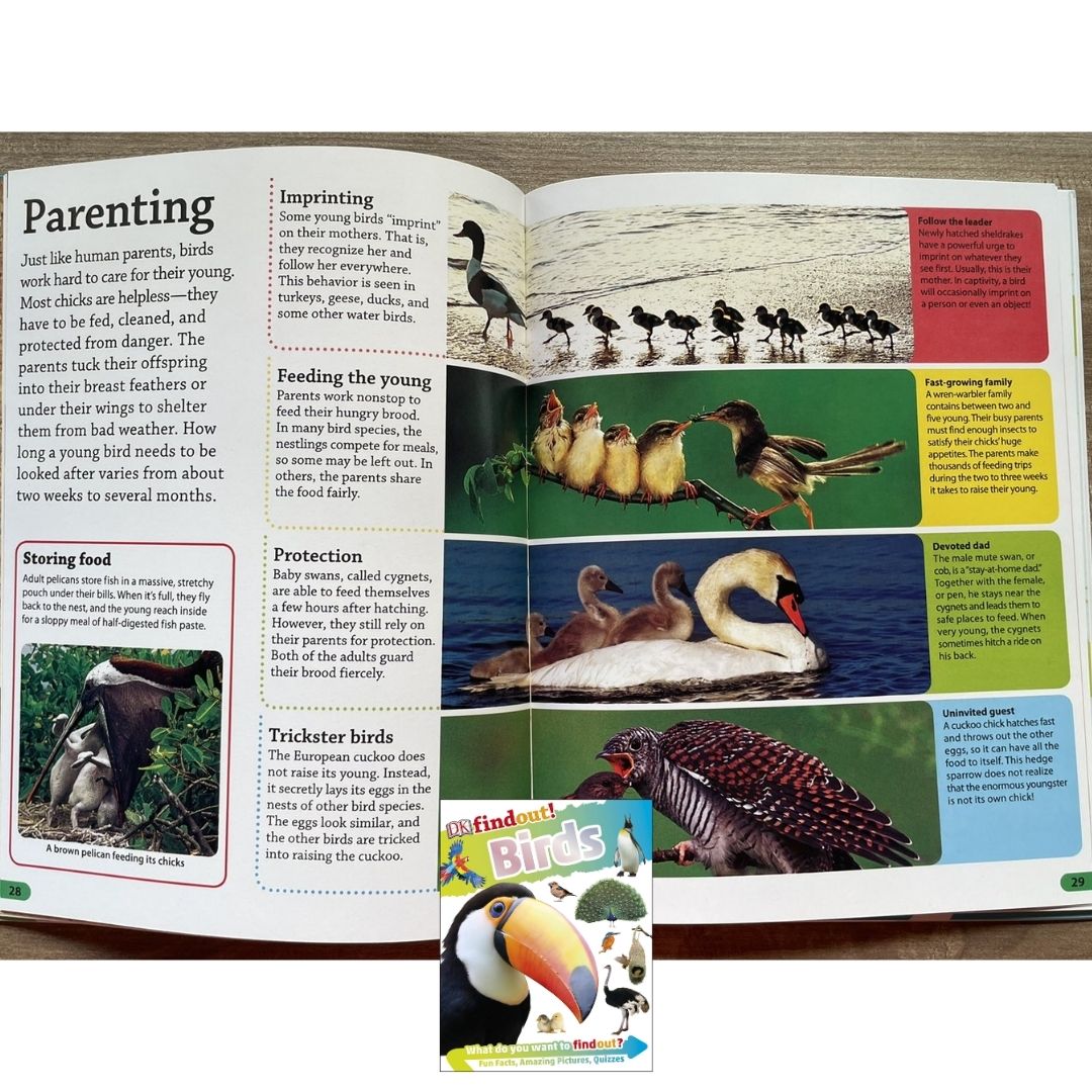 DK Findout! (SINGLES) Ancient Egypt Animals Big Cats Birds Castles Coding Energy Engineering Pirates Science Space Travel Universe Vikings Volcanoes